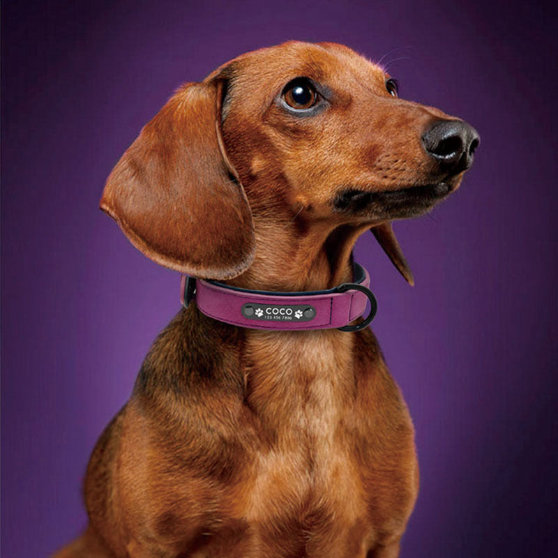 Adjustable Dog Collar–Comfortable Everyday Pet Collar For Small & Large Dogs